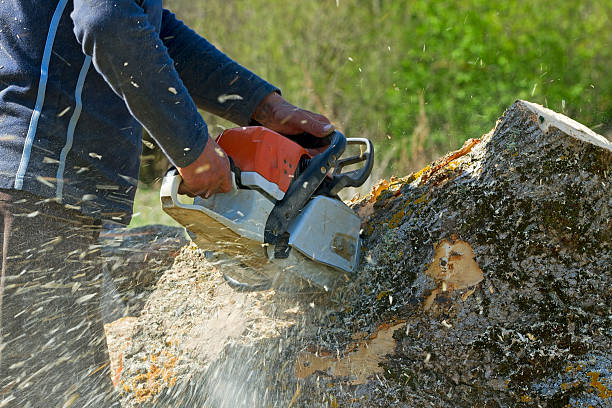 The Steps Involved in Our Tree Care Process in Cecil Bishop, PA